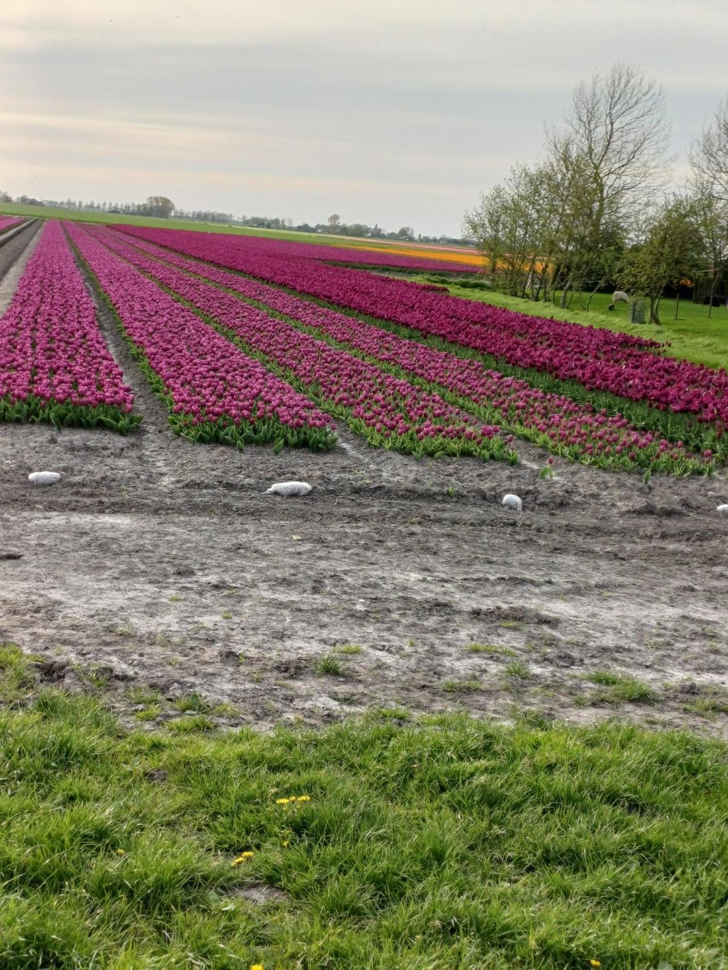 Kota Wadway Vila Spanbroek Exterior foto